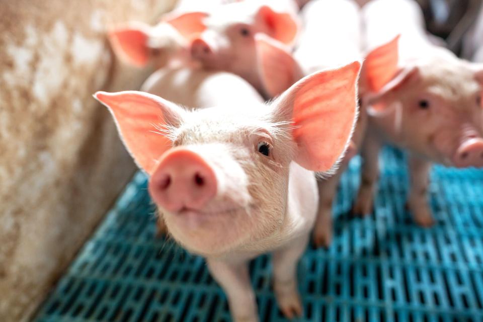 Scientists hope pigs will be a good source of organs for human patients because they have similar anatomy and grow quickly