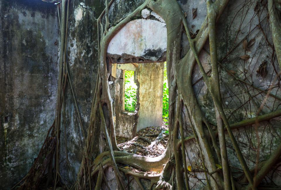 Plants have started to take over what is left of buildings