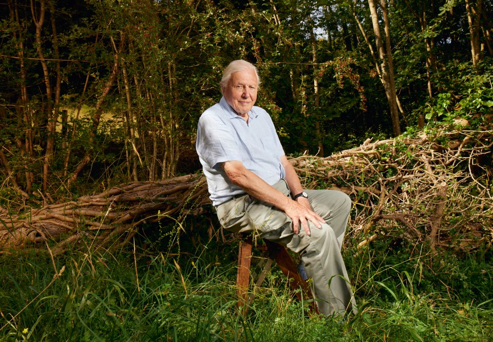 There are currently no further plans to continue groundbreaking series Dynasties, hosted by David Attenborough