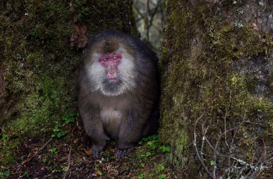 The tot was snatched by a wild macaque in a terrifying ordeal. Stock pic