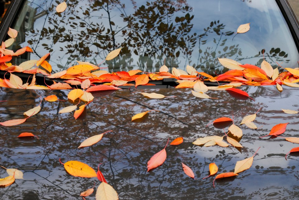 Autumn leaves could land drivers with hefty fines, it has been warned