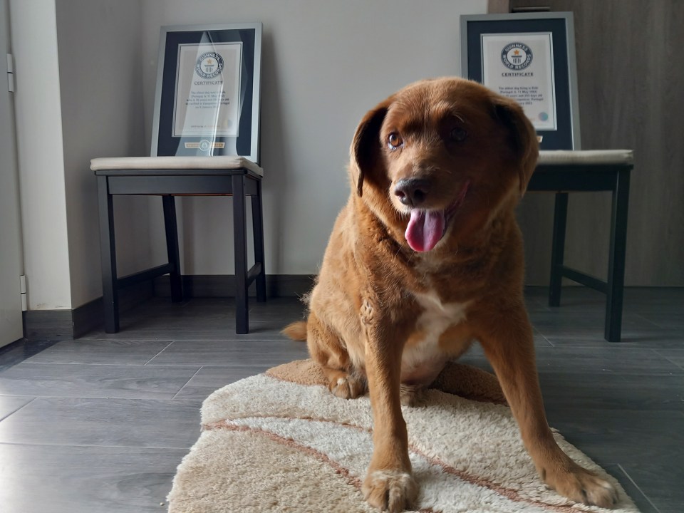 As world's oldest dog Bobi dies at age 31, it's a reminder that even the longest of canine lives are heartbreakingly brief