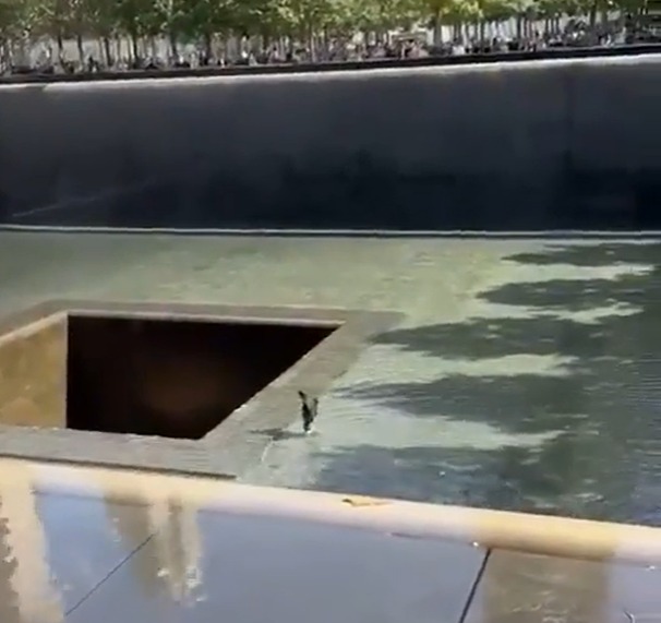 The unnamed 33-year-old man was seen walking towards the central void in the 9/11 memorial pool