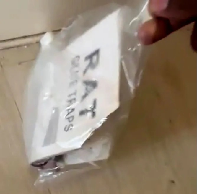 A mouse caught in a trap was also scooped into a bag