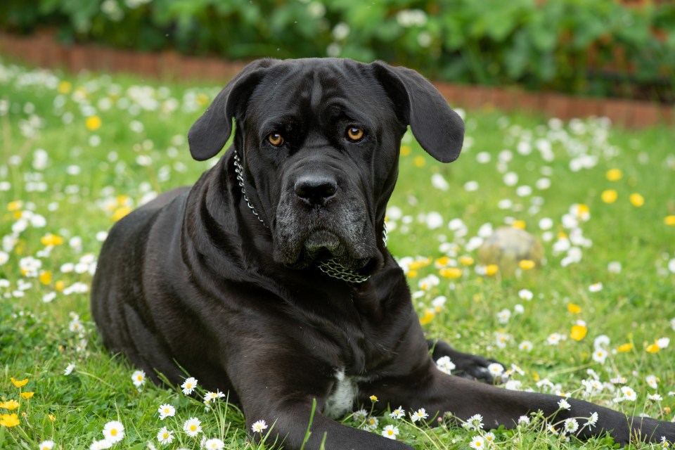 The woman was hurt when her dog was attacked by two Cane Corsos (stock image)