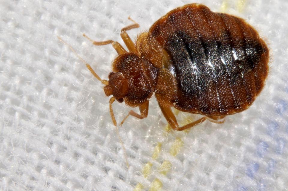 Bedbugs strike again and have now hit Jersey