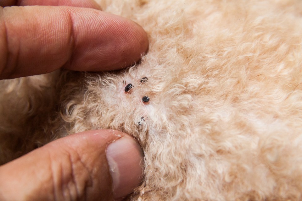 Close up of fleas on an animal