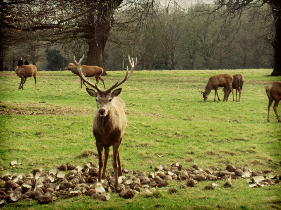 Many people visit the park to watch the deer