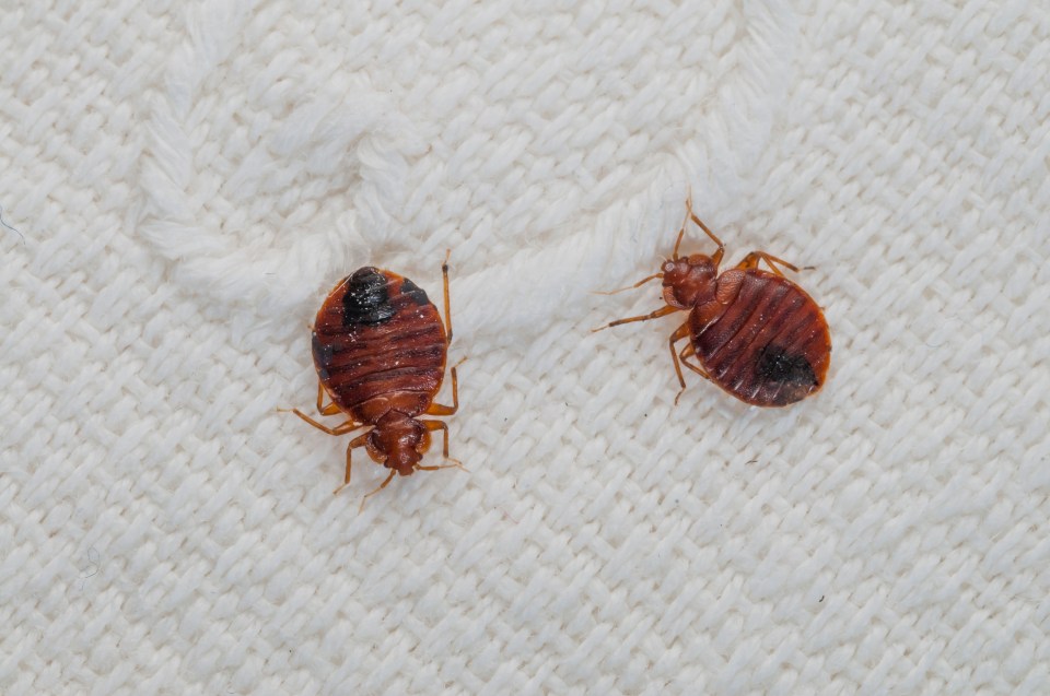 Close-up of two bed bugs which are visible with the human eye and can be killed using flea spray