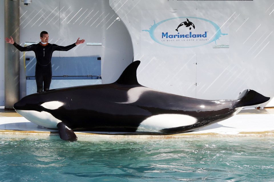 Moana, 12, died just days ago after spending his entire life in captivity (a Marineland trainer pictured with one of their orcas)