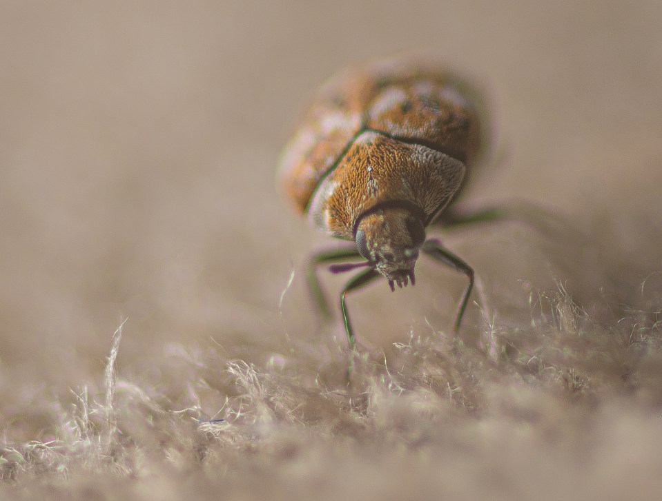 Carpet beetles are common among households