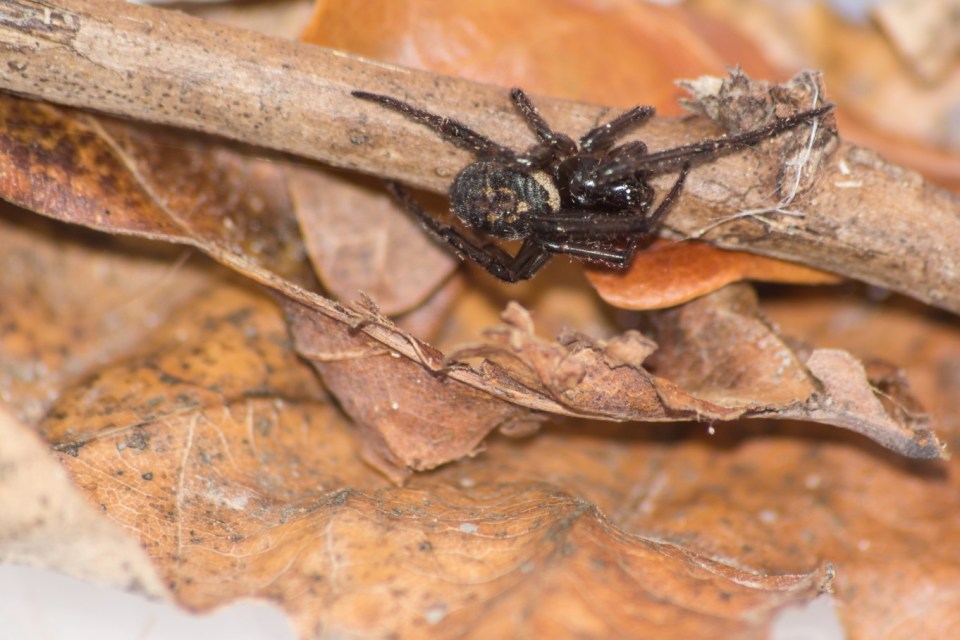  The false widow spider has started to spread across the UK and is though of as being very dangerous, which could be giving the spider a bad reputation