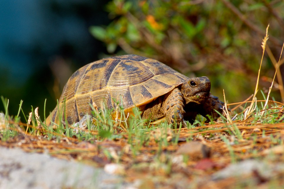 Sean has advice on the best way to prepare a tortoise for hibernation