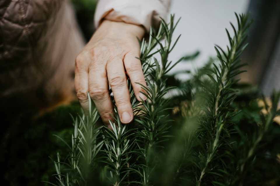 One of the basic principles of living longer includes moving gently - like spending time in the garden