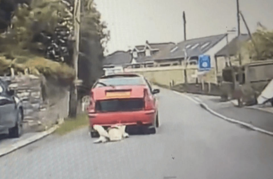 The dog was dragged behind the car