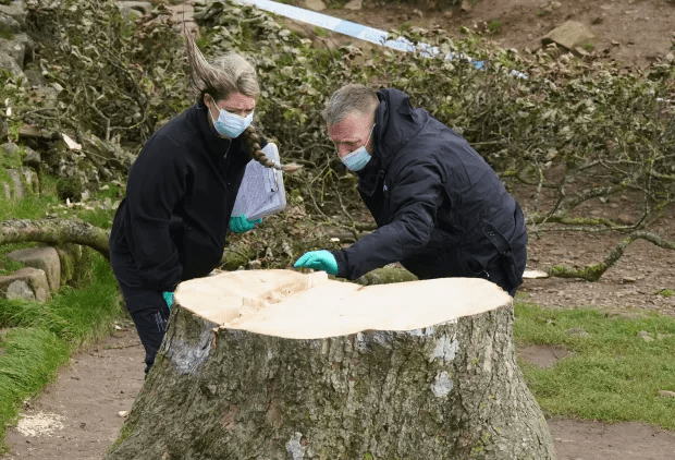 Forensic investigators from Northumbria Police examine the stump