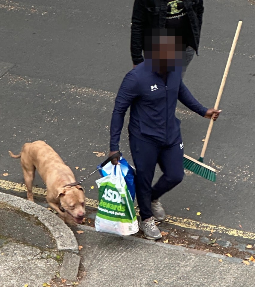 A boy was attacked by an 'XL Bully' dog in Greenwich