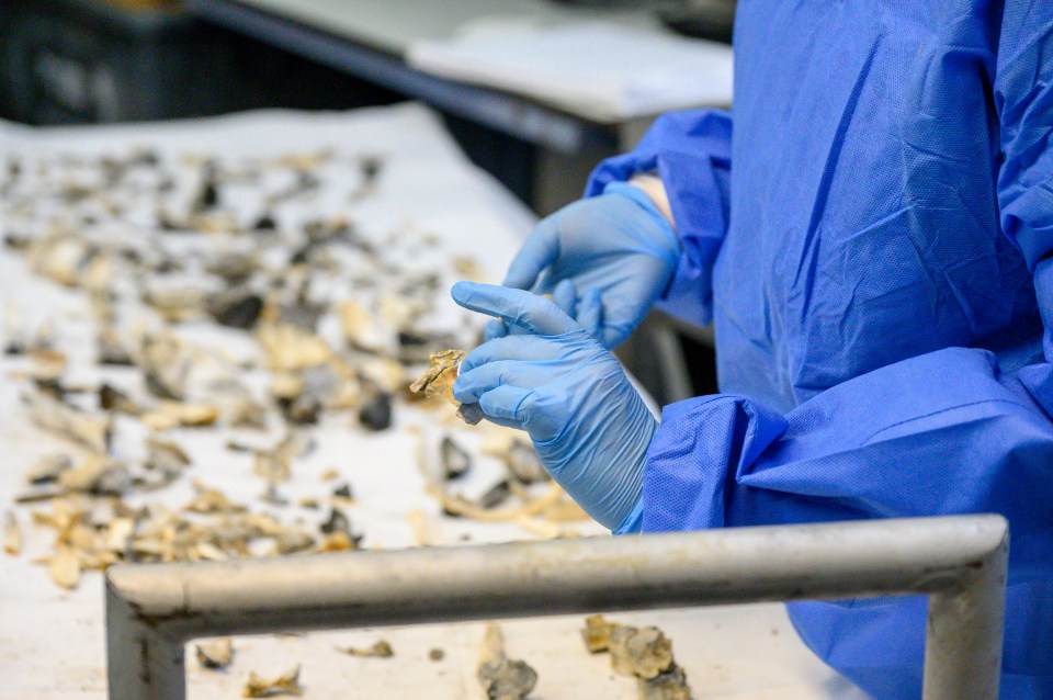 Bone fragments are laid out on a hospital trolley