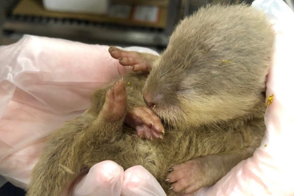 A baby otter and a rat were spotted by horrified passengers on a commercial flight