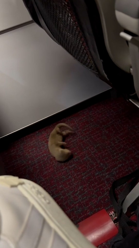 The otter was found after the crew searched the plane following the discovery of a huge rat