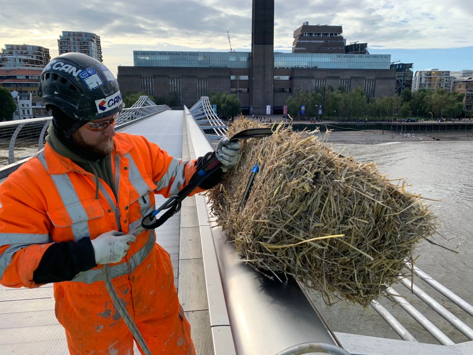 At night, the hay is replaced with a white light