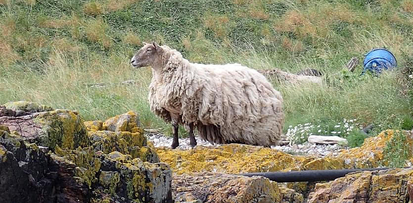 The sheep has been stranded for two years