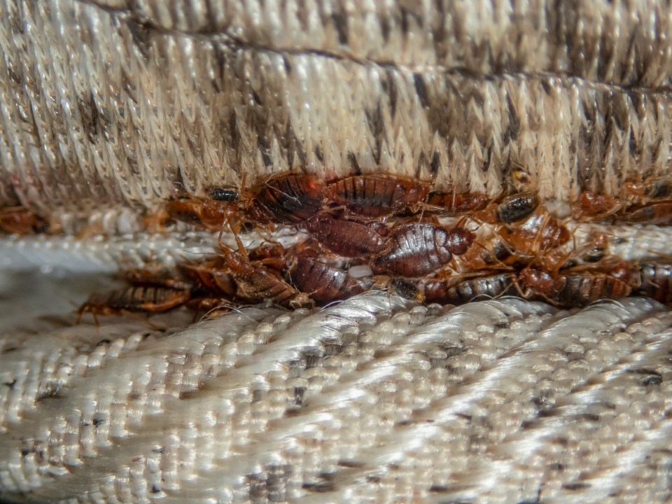 A serious bed bug infestation