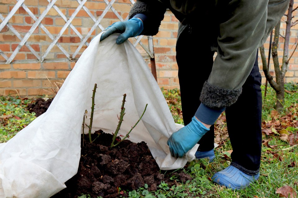 The gardening whizz advises purchasing a horticultural fleece that costs as little as £5