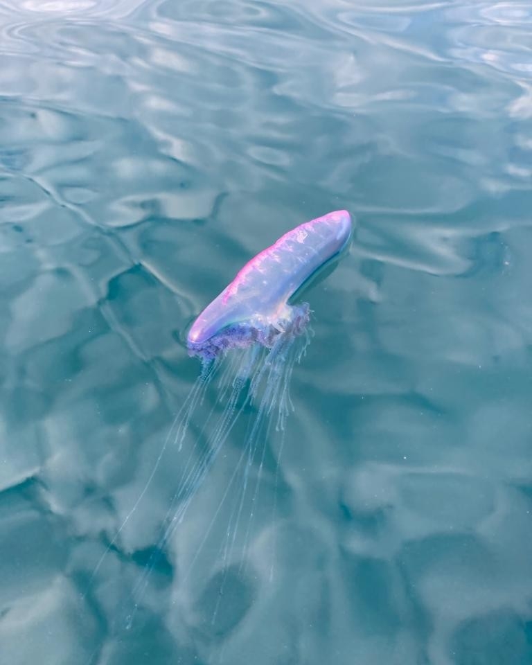 The Portuguese Man O’War were spotted off the coast of Devon