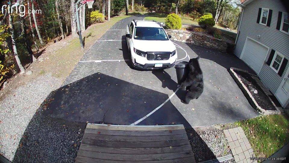 This bear was caught on a Ring doorbell camera brazenly making off with the trash