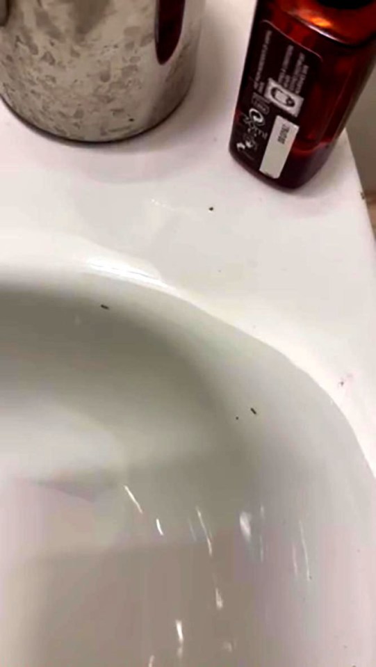 Ants are seen dotted around the council flat sink