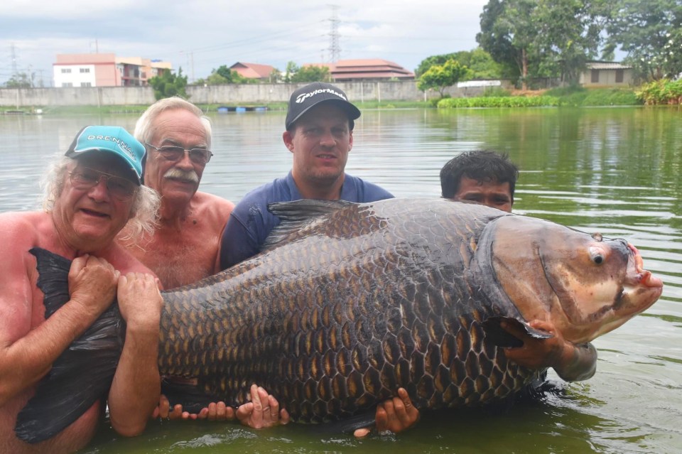 The Siamese carp took 4 people to lift