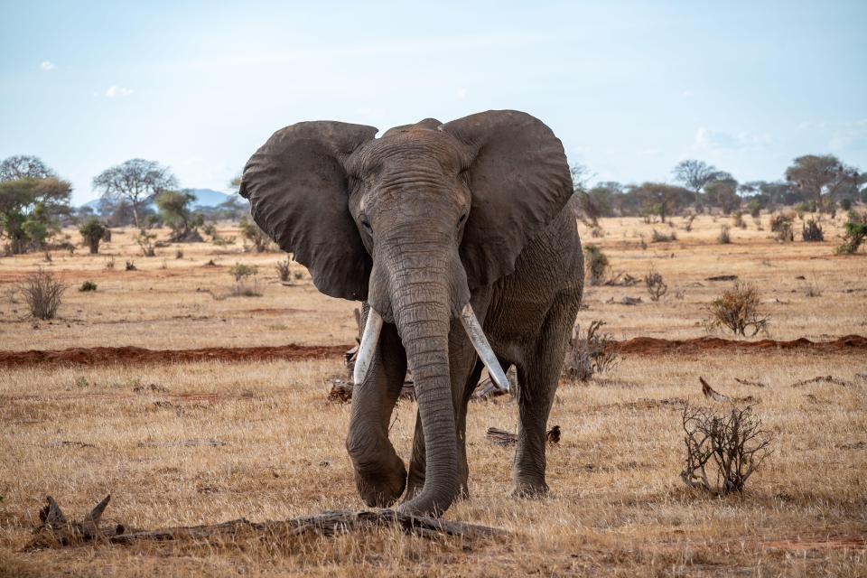 Brits will often head to Kenya for safaris to see the Big Five