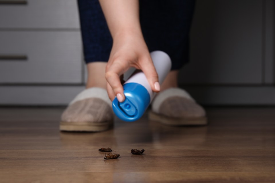 Students who claim to live in a cockroach-infested flat have accused their landlord of 'forging'  signatures to defend its 'filthy' conditions