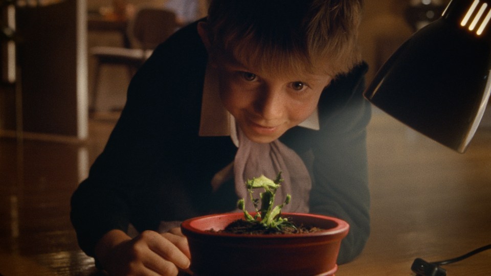 He picks up a seed from a flea market with his grandma and carefully nurtures it at home