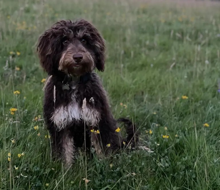 Lola the cockapoo is the mascot for a veterans’ motor racing team