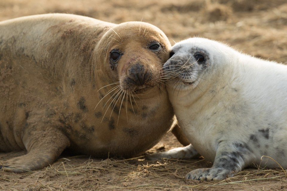 Some people have reported thousands of the seal pups being seen at once