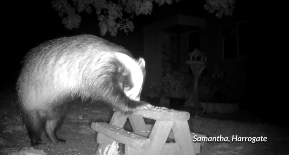 He was unhappy with how positively badgers were portrayed