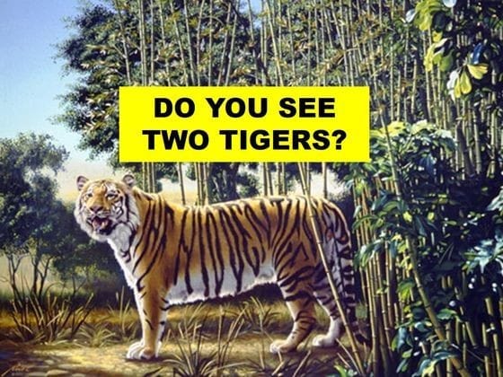 Try to spot a second tiger in this image to test your visual prowess