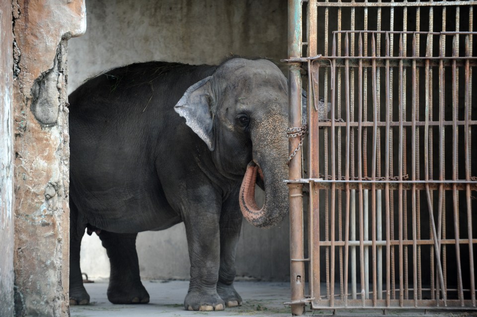 Mali has spent over 40 decades in lonely confinement with no companions from her species