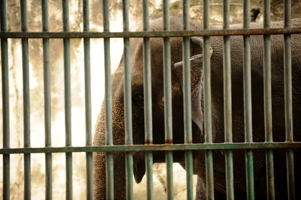 Sir Paul McCartney and PETA have called to transfer Mali to an elephant sanctuary in Thailand