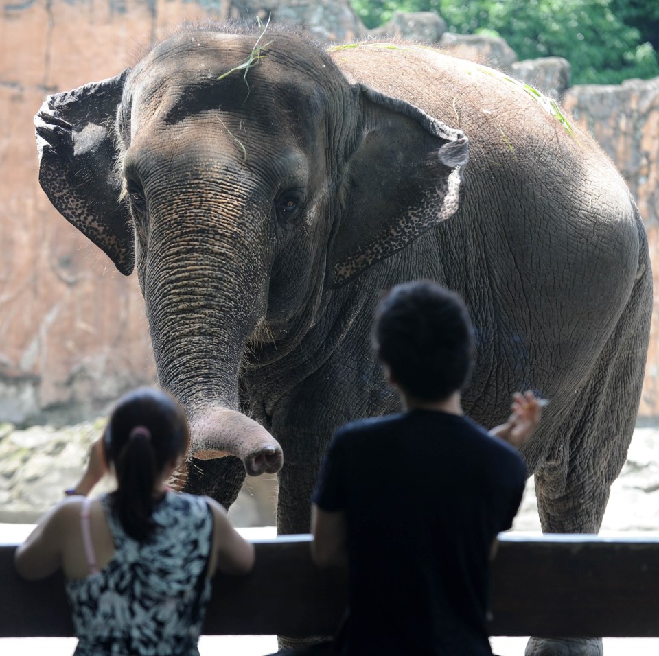 She has been the Zoo's star after being gifted to the dictator's wife in 1977