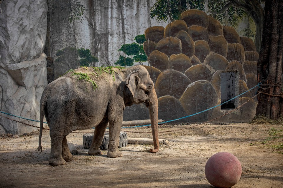 Wild elephants can live up to age of 60-70 years but Mali died at 43