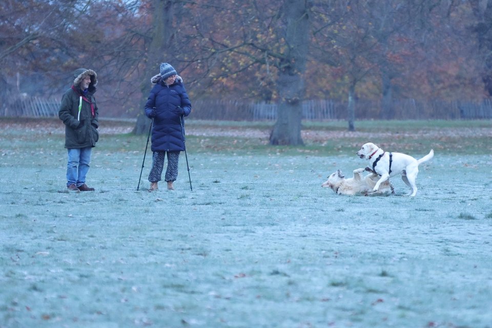 A pair of pooches enjoy the frost in Greenwich Park, south east London on Monday