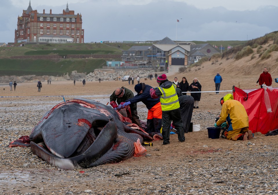 Local MP Steve Double described the whale as a sad sight