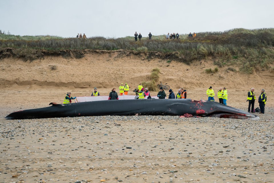 The whale was discovered by surfers from the Newquay Activity Centre in the early hours of this morning