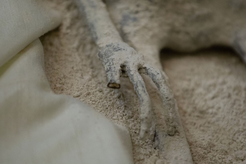 The mummified specimens have small bodies, three-fingered hands, and elongated skulls