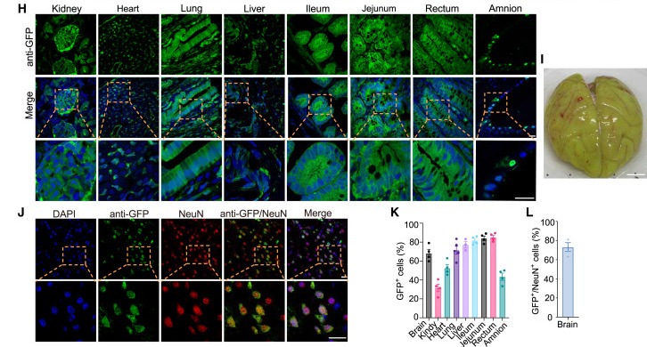 Scientists injected fluorescent protein to determine which tissues contained injected cells