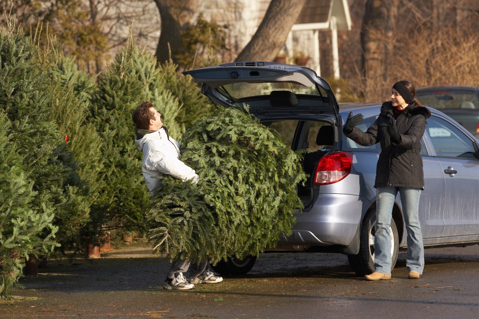 Many families get Christmas trees for the holiday and have to transport them home in the car