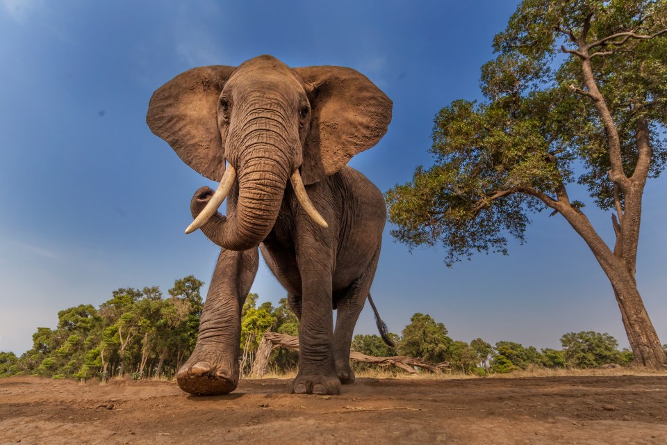 Mole National Park is one of the best places to see African elephants